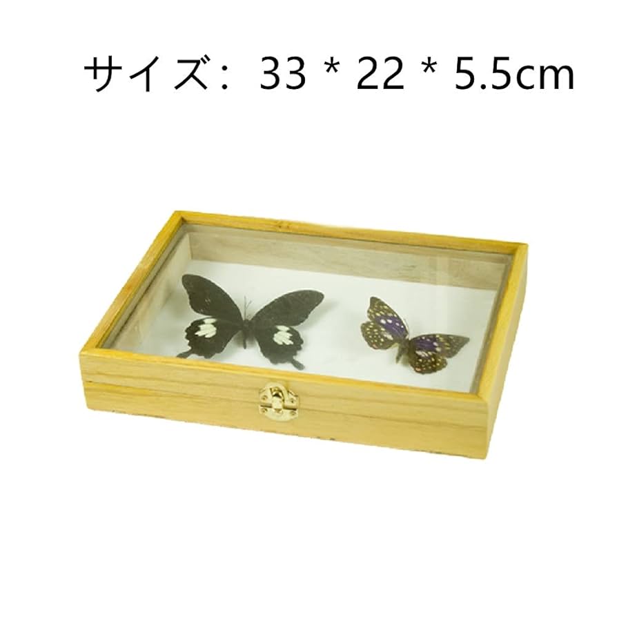 木製昆虫標本箱 5個セット 51+9jKe67US._UF894,1000_QL80_.jpg